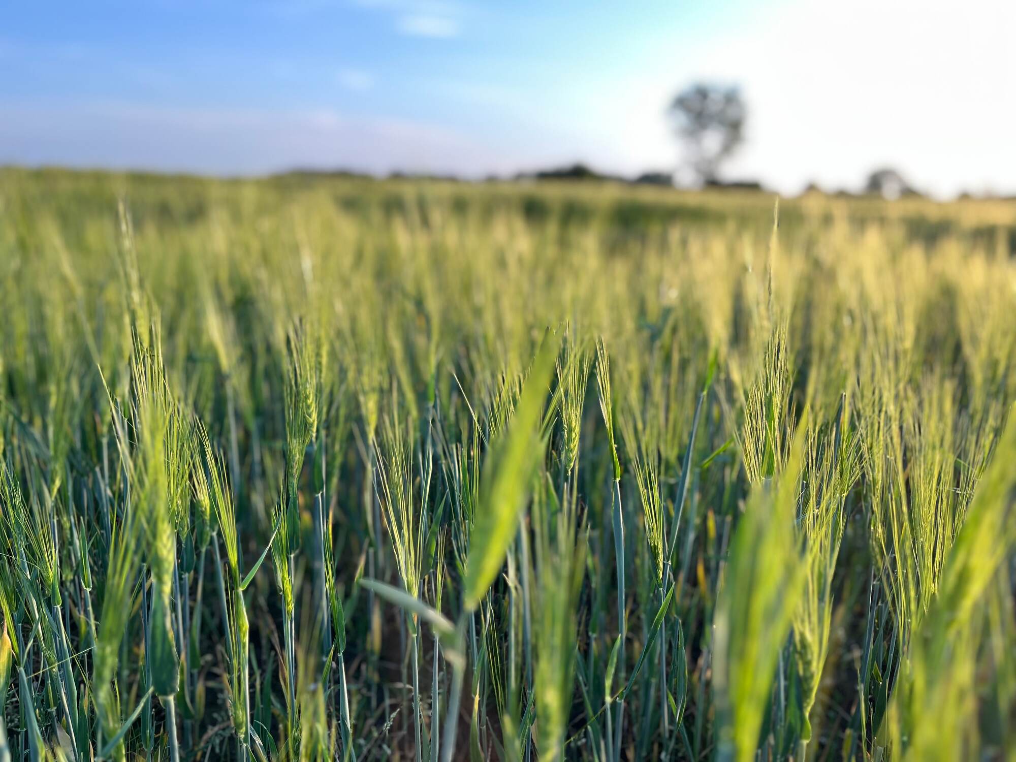 Scharfe Ähren im Vordergrund, unscharfer Hintergrund – geringe Tiefenschärfe im Getreidefeld