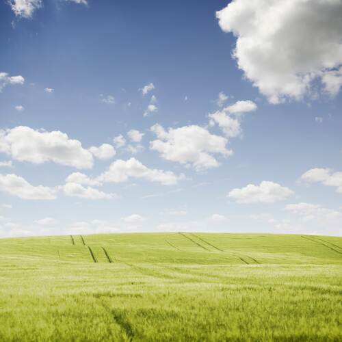 Ein grünes Getreidefeld durchzogen von Traktorspuren erstreckt sich bis zum Horizont