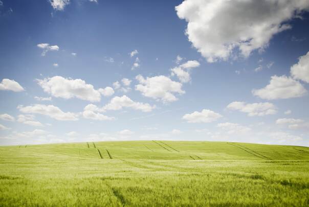 Ein grünes Getreidefeld durchzogen von Traktorspuren erstreckt sich bis zum Horizont