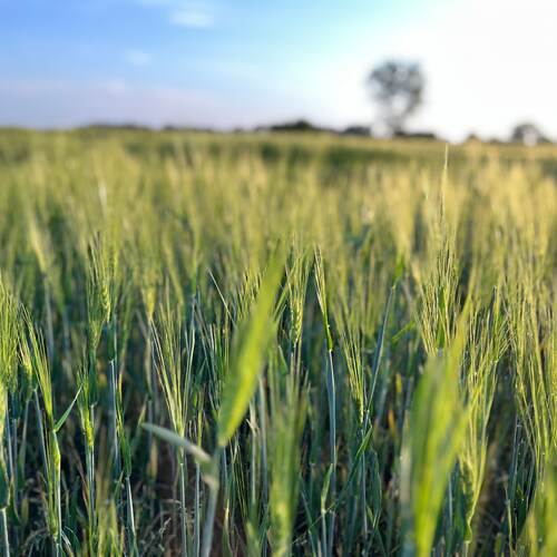Scharfe Ähren im Vordergrund, unscharfer Hintergrund – geringe Tiefenschärfe im Getreidefeld
