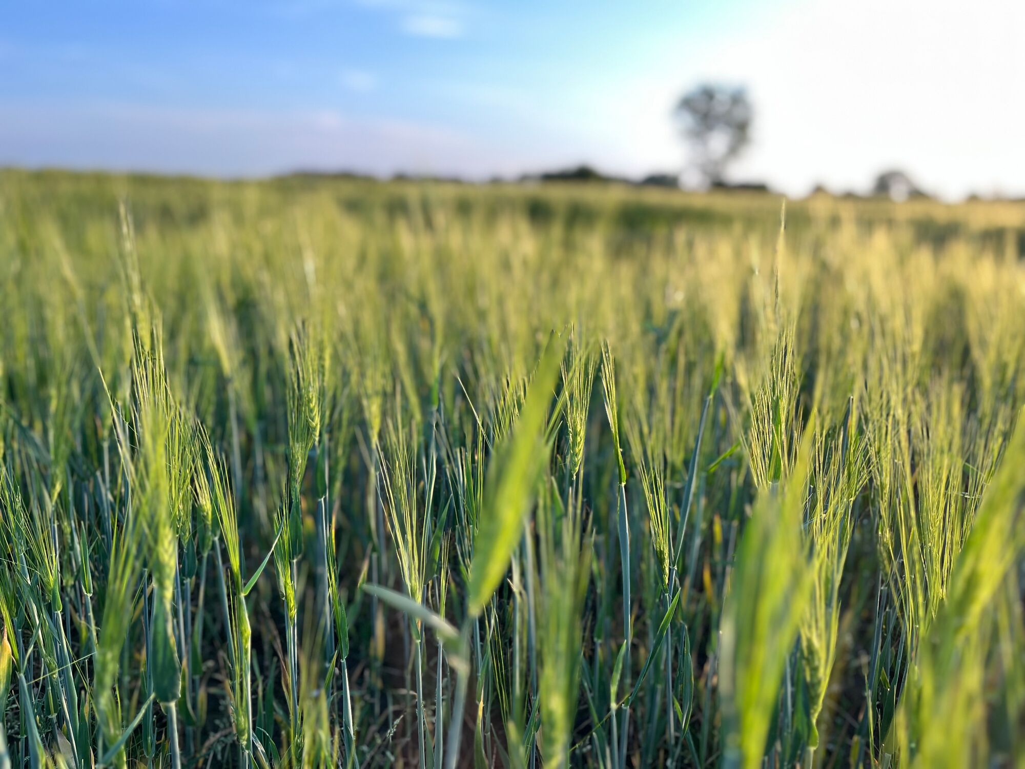 Scharfe Ähren im Vordergrund, unscharfer Hintergrund – geringe Tiefenschärfe im Getreidefeld
