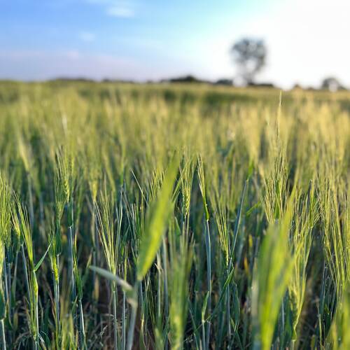 Scharfe Ähren im Vordergrund, unscharfer Hintergrund – geringe Tiefenschärfe im Getreidefeld