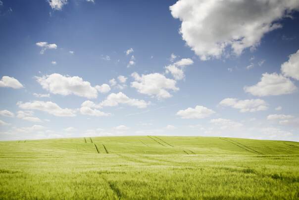 Ein grünes Getreidefeld durchzogen von Traktorspuren erstreckt sich bis zum Horizont
