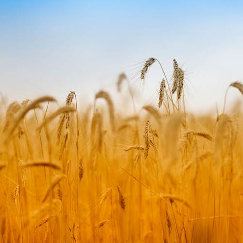 RAISA eG: Frontansicht eines Getreidefeldes