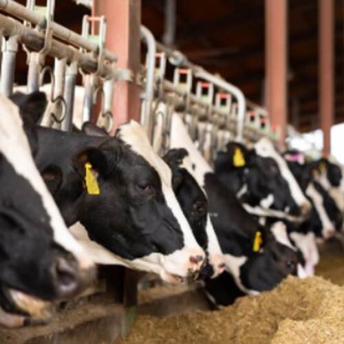 Fressende Kühe im Stall