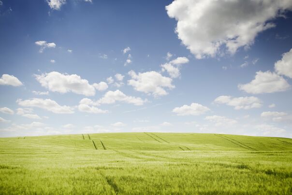 Ein grünes Getreidefeld durchzogen von Traktorspuren erstreckt sich bis zum Horizont
